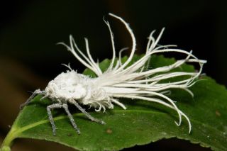 Маленькое белое насекомое в пыли