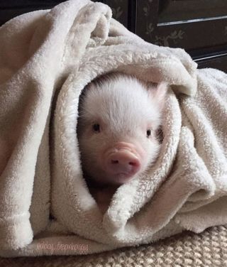 Свинья в одеяле
