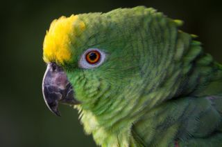 Попугай суринамский амазон