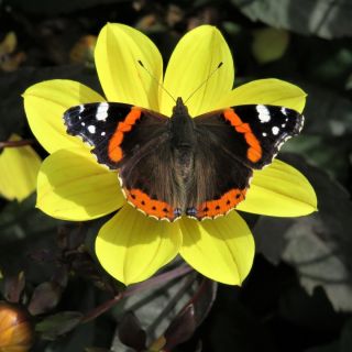 Черная бабочка с желтой каймой