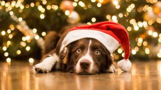 Рождественский пес