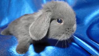 Серый вислоухий кролик
