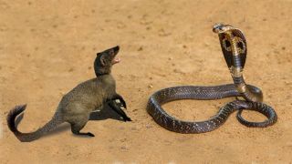 Ядовитые змеи и мангусты