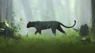 Пантера в африке