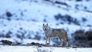 Гренландский волк