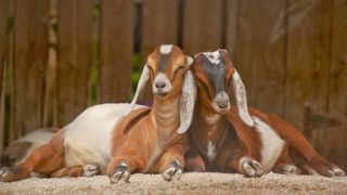 Комолые нубийские козы
