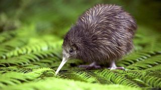 Птица киви символ новой зеландии