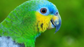 Аргентинский зеленый попугай