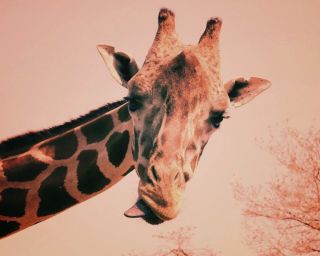 Челюсть жирафа