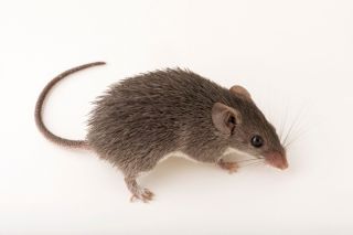 Окинавская колючая мышь