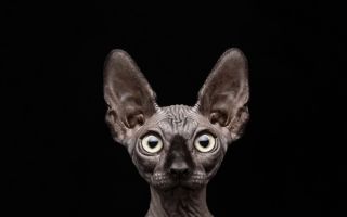 Порода лысых кошек с большими ушами