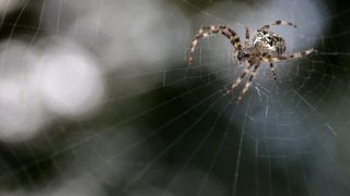 Южнорусский паук