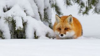 Снежно красная лиса