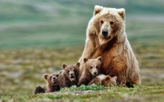 Медведь гризли с медвежатами