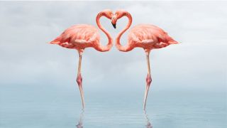 Фламинго обои
