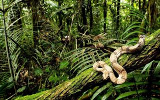 Остров змей в бразилии