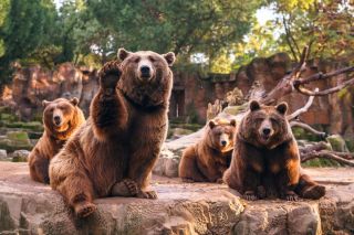 Разные медведи