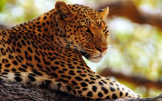Голден леопард