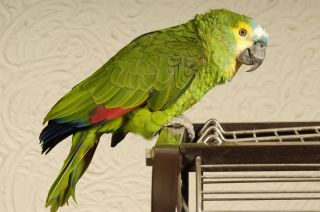 Говорящий попугай амазон