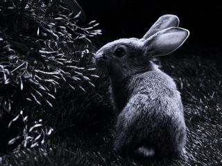 Красивый черный кролик