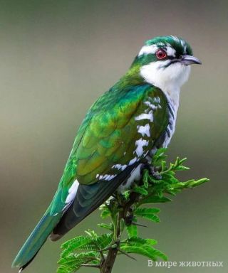 Птица с зелеными крыльями