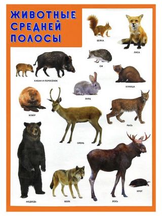 Животные средней полосы россии