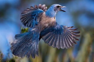 Птичка с голубыми крыльями