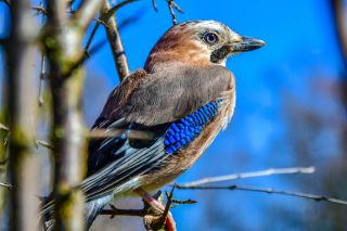 Коричневая птица с голубыми крыльями