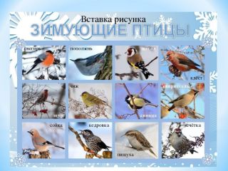 Зимующие птицы средней полосы россии