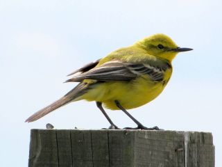 Маленькая птичка с желтым брюшком