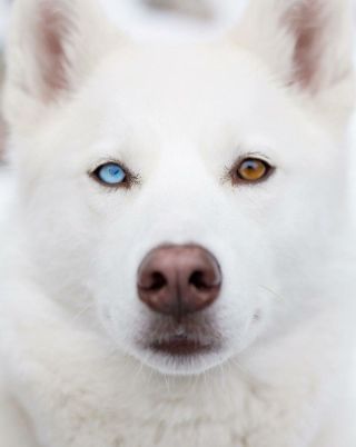 Собака с красными глазами порода