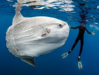 Морское животное с длинным бивнем на морде