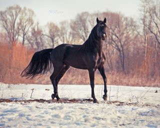 Русская рысистая лошадь