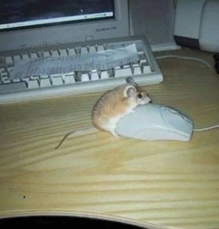 Страшная мышь