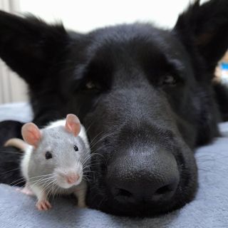 Собака с лицом крысы