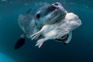 Животные живущие в океане