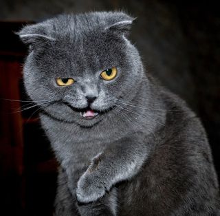 Английский тотенхаус кошка