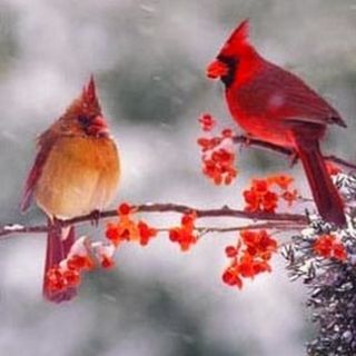 Красная птица зимой