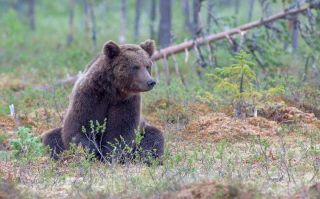 Надцарство бурого медведя