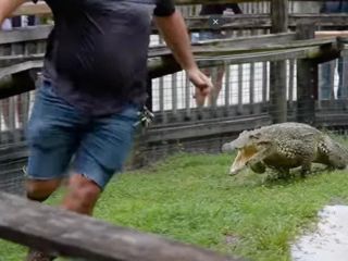 Густавский крокодил
