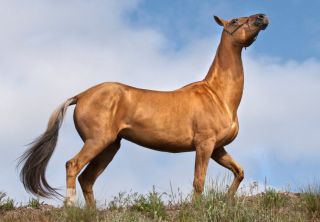Самая древняя порода лошадей
