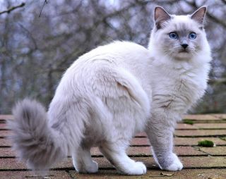 Серо белая кошка порода