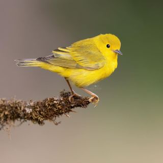Большая желтая птица