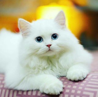 Белые породистые кошки