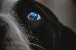 Глаза собаки и осьминога