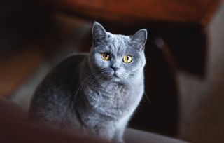Серо голубая кошка