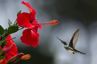 Самая маленькая колибри