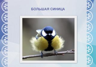 Синица перелетная птица