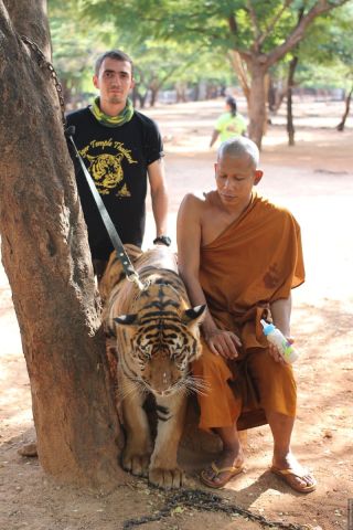 Тайский тигр