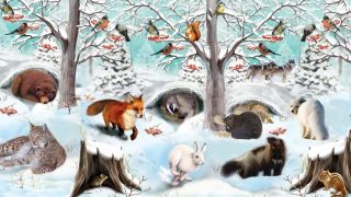 Лесные животные зимой
